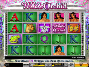 White Orchid Slot